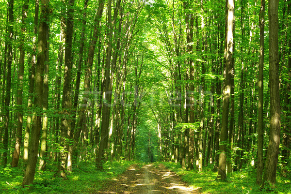 Groene bos bomen planten mist Stockfoto © Pakhnyushchyy