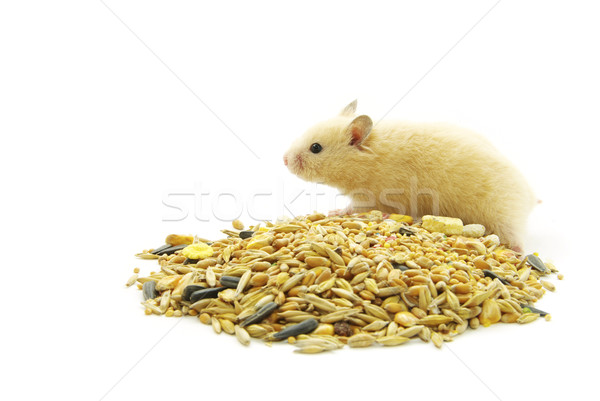 Stock photo: hamster 