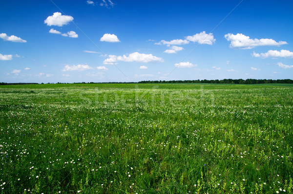 Câmp Blue Sky primăvară iarbă verde nor Imagine de stoc © Pakhnyushchyy