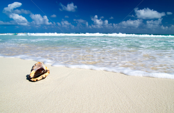加勒比的 海灘 樹 棕櫚 沙 商業照片 © Pakhnyushchyy