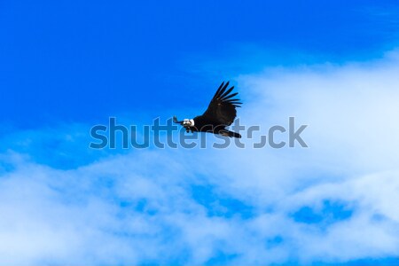 condor Stock photo © Pakhnyushchyy