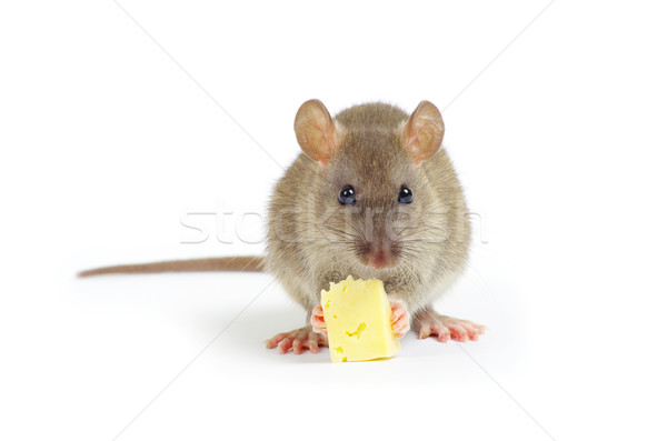 Rato isolado branco nariz animais de estimação bonitinho Foto stock © Pakhnyushchyy