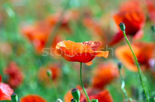 [[stock_photo]]: Rouge · pavot · céréales · domaine · herbe