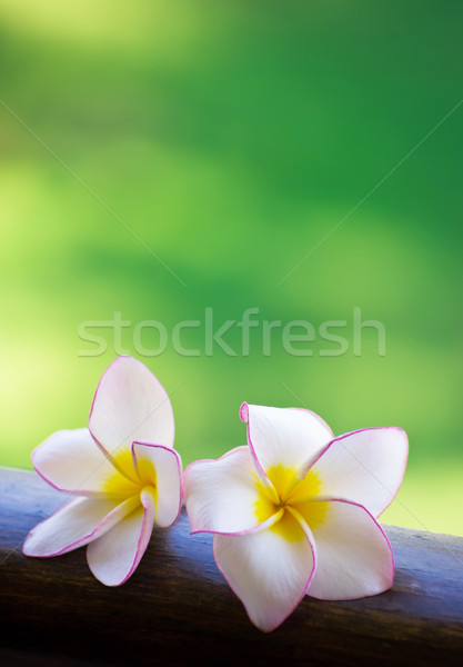  frangipani flowers  Stock photo © Pakhnyushchyy