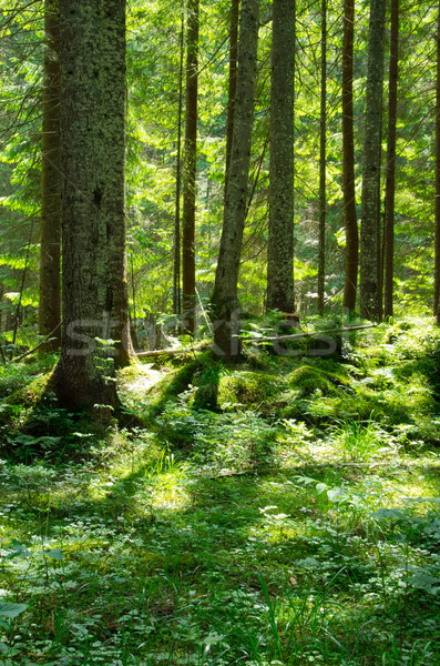  forest Stock photo © Pakhnyushchyy