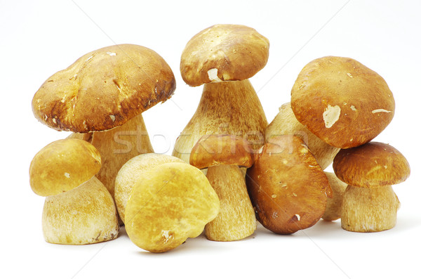Cogumelos boletos branco floresta cair vegetal Foto stock © Pakhnyushchyy