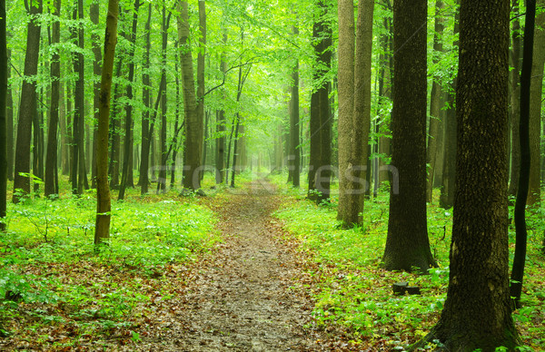  forest Stock photo © Pakhnyushchyy