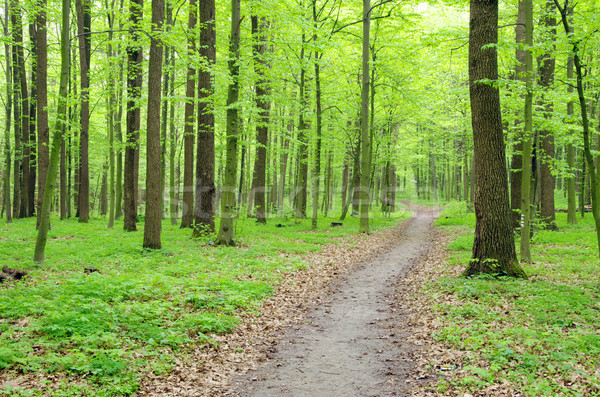  green forest Stock photo © Pakhnyushchyy