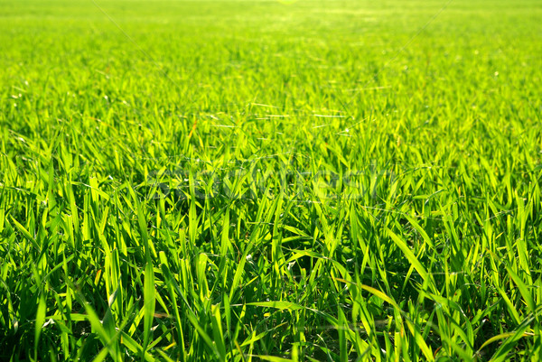  green lawn Stock photo © Pakhnyushchyy