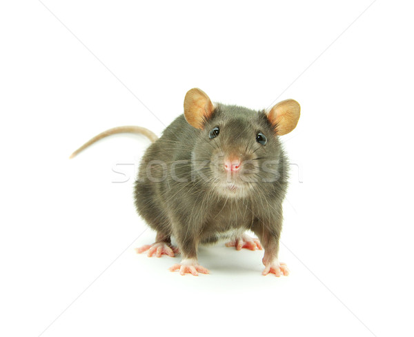 крыса смешные изолированный белый носа домашние Сток-фото © Pakhnyushchyy