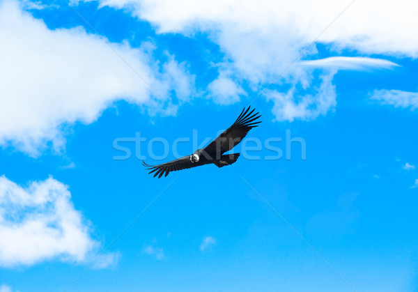 condor Stock photo © Pakhnyushchyy