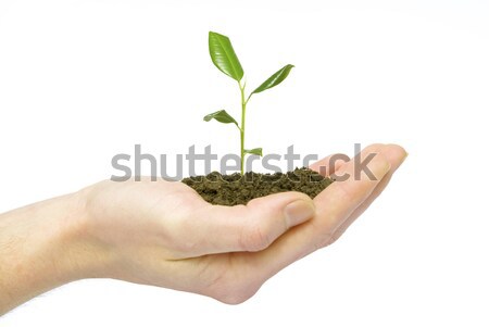 Zdjęcia stock: Roślin · ręce · drzewko · gleby · biały