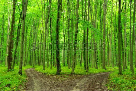  forest Stock photo © Pakhnyushchyy