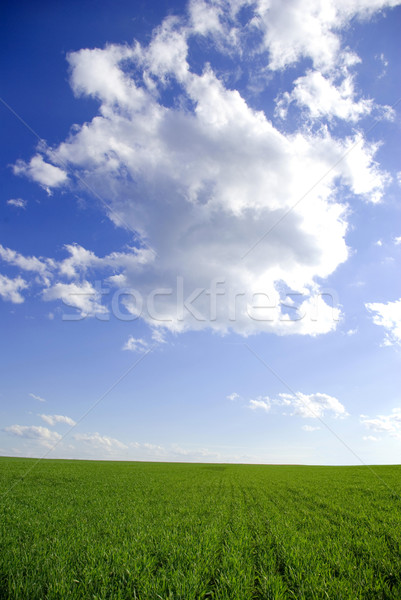 Câmp Blue Sky primăvară iarbă vară albastru Imagine de stoc © Pakhnyushchyy
