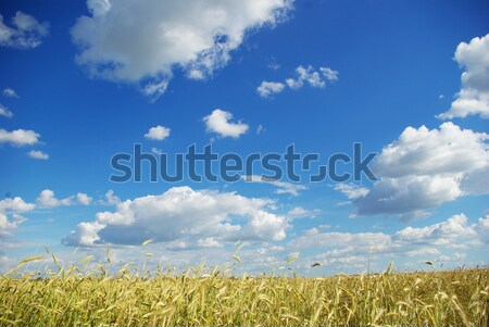 wheats spike Stock photo © Pakhnyushchyy