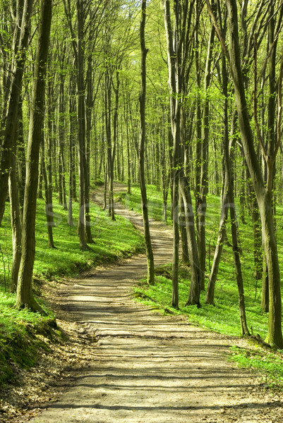 forest path       Stock photo © Pakhnyushchyy