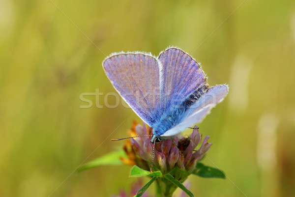  butterfly Stock photo © Pakhnyushchyy