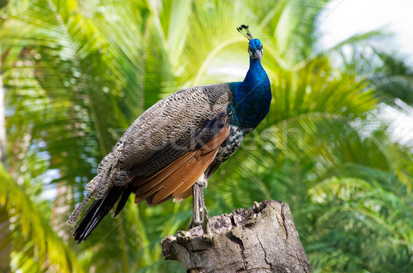 Paon vert danse oiseau modèle animaux [[stock_photo]] © Pakhnyushchyy