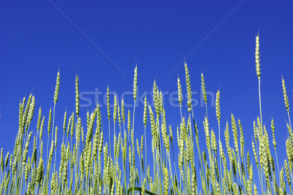 Wcześnie lata kukurydza Błękitne niebo trawy przestrzeni Zdjęcia stock © Pakhnyushchyy