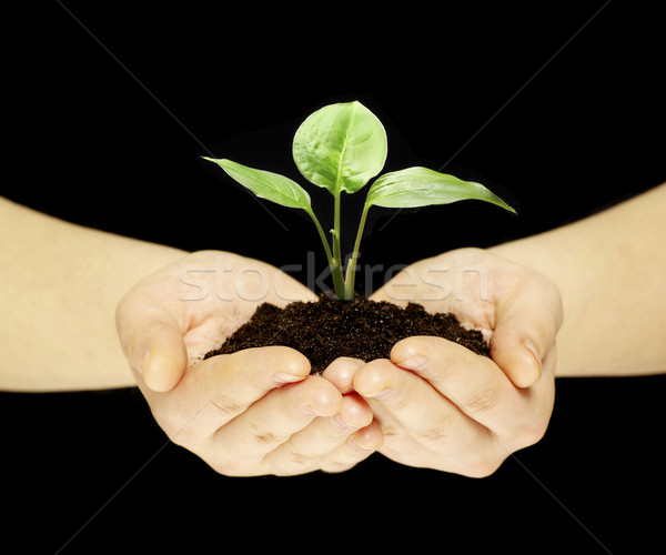 Foto stock: Planta · manos · aislado · negro · mano · tierra