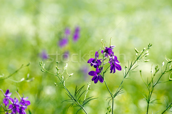  flower  Stock photo © Pakhnyushchyy
