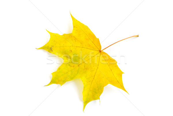 Outono maple leaf isolado branco laranja texturas Foto stock © Pakhnyushchyy