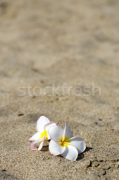  flowers Plumeria alba  Stock photo © Pakhnyushchyy