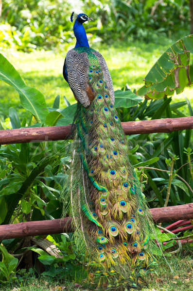 Pavone verde giardino sfondo dancing uccello Foto d'archivio © Pakhnyushchyy
