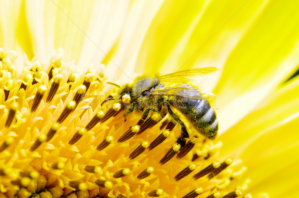 Stockfoto: Bee · bloem · zonnebloem · hemel · voorjaar · zomer