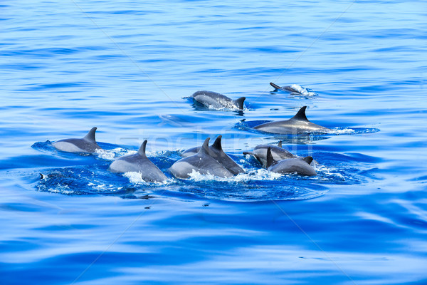 Delfiny szczęśliwy wody morza niebieski usta Zdjęcia stock © Pakhnyushchyy