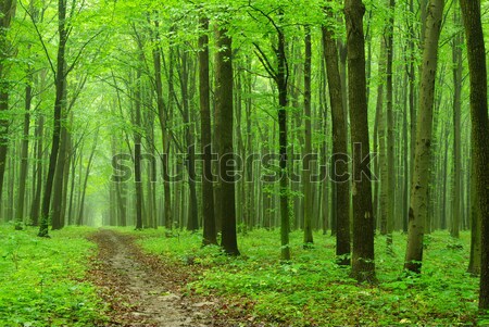  forest Stock photo © Pakhnyushchyy