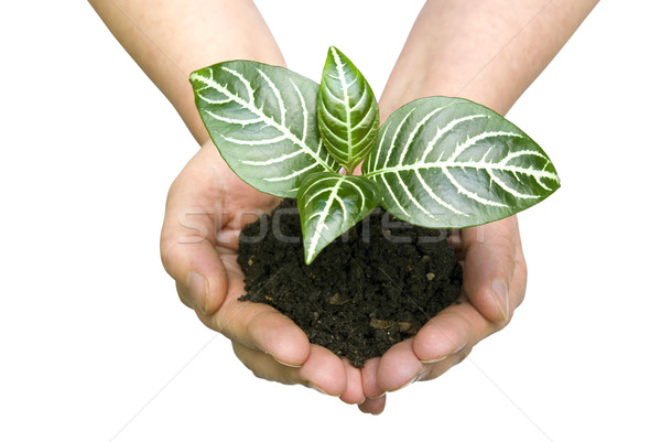 plant in hands Stock photo © Pakhnyushchyy