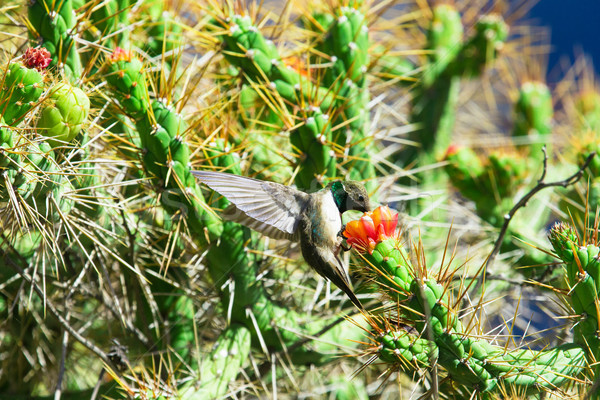 Kolibri grünen blau Blumen Natur Vogel Stock foto © Pakhnyushchyy