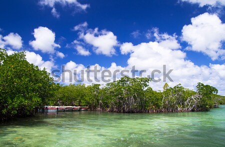 Bäume Meer Karibik Himmel Frühling Landschaft Stock foto © Pakhnyushchyy