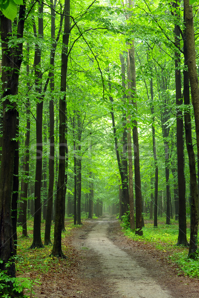 forest Stock photo © Pakhnyushchyy