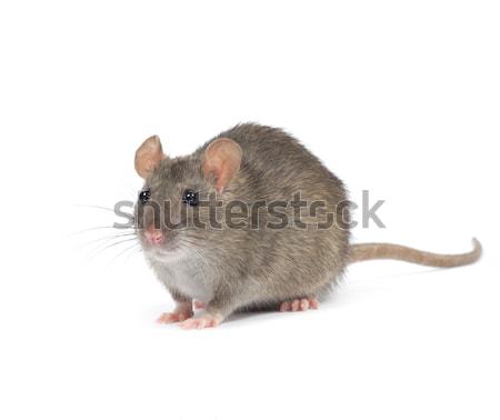 Rato isolado branco nariz animais de estimação pele Foto stock © Pakhnyushchyy