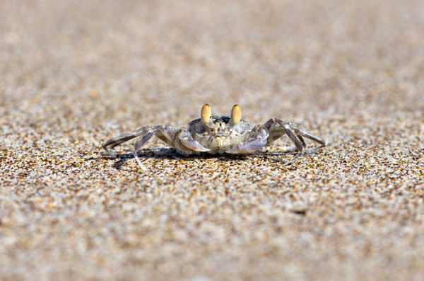 Krabbe Strandsand Strand Natur Tier Umwelt Stock foto © Pakhnyushchyy
