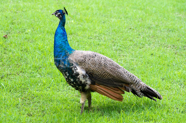 peacock  Stock photo © Pakhnyushchyy