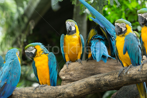 parrot bird  Stock photo © Pakhnyushchyy