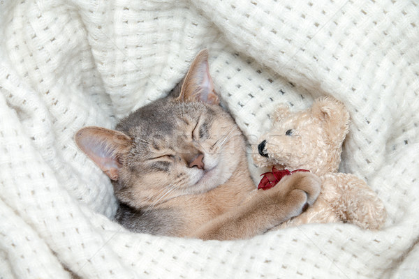  kitten sleeps Stock photo © Pakhnyushchyy