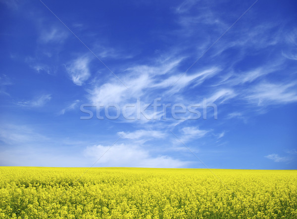 Viol domaine nuages ciel été vert Photo stock © Pakhnyushchyy