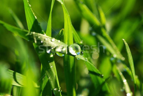  drop on  grass  Stock photo © Pakhnyushchyy