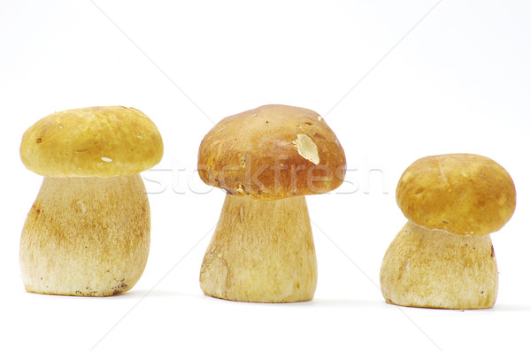 mushrooms Stock photo © Pakhnyushchyy