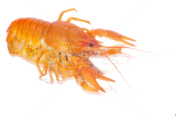 crayfish  Stock photo © Pakhnyushchyy