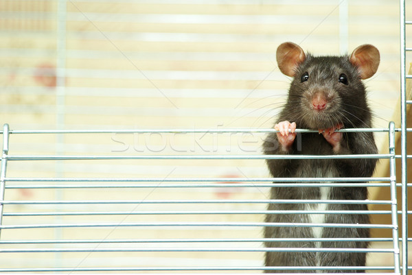 Szczur funny czarny biały nosa zwierzęta Zdjęcia stock © Pakhnyushchyy