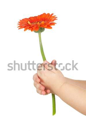 Stock photo:  flower in hands