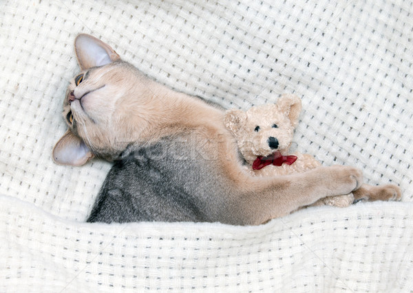  kitten sleeps Stock photo © Pakhnyushchyy