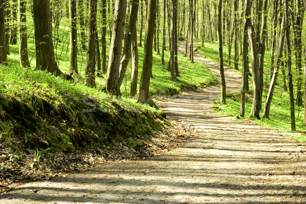 Façon chemin vert forêt nature lumière [[stock_photo]] © Pakhnyushchyy