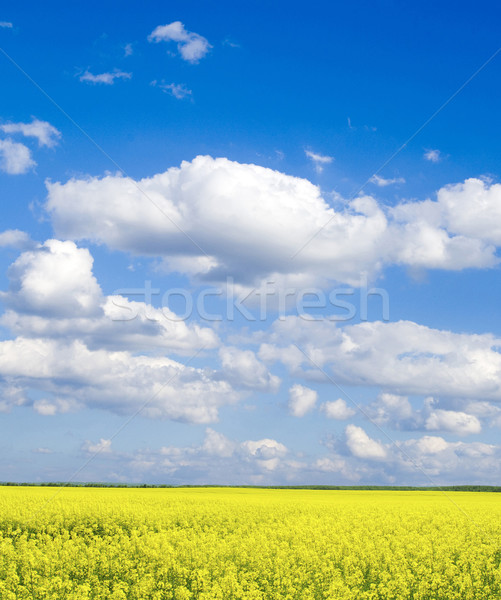 Vergewaltigung Bereich Wolken Himmel Sommer grünen Stock foto © Pakhnyushchyy
