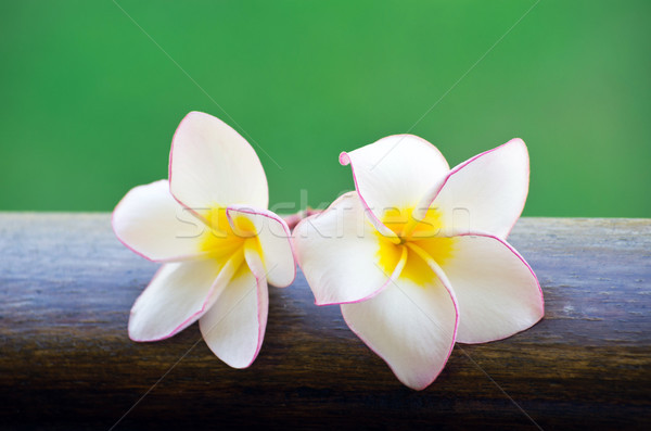 frangipani flowers Stock photo © Pakhnyushchyy